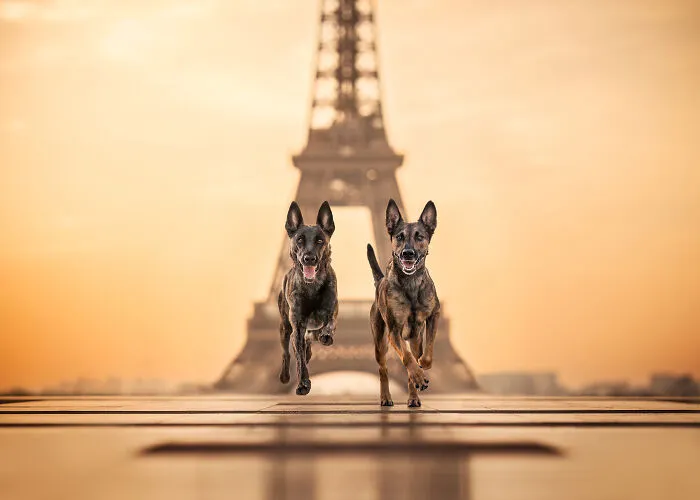 Finalist, Action: "Golden Girls" By Rosalind Phang