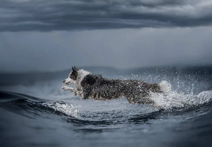 Finalist, Action: "Wave Jumper" By Michelle Dawkins
