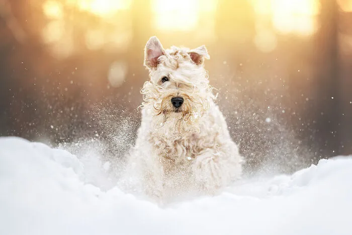 Finalist, Action: "Through The Snow" By Paula Grekelä