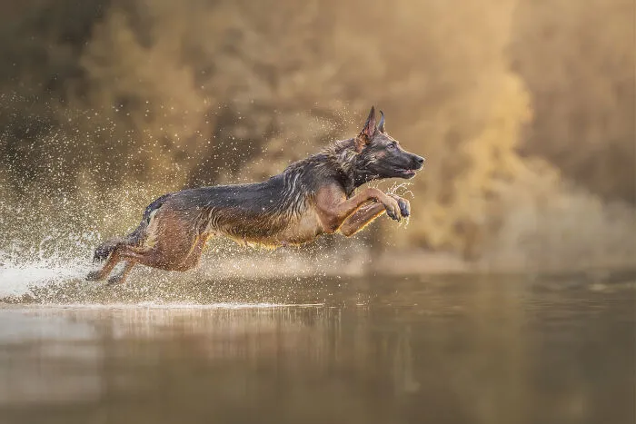 Finalist, Action: "Sensational Soar" By Grace Fieselman