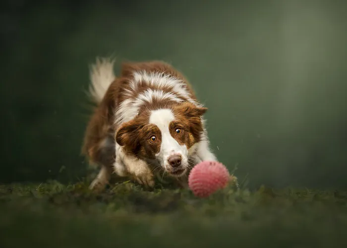 Finalist, Action: "Almost Got It" By Desiree Nickerson