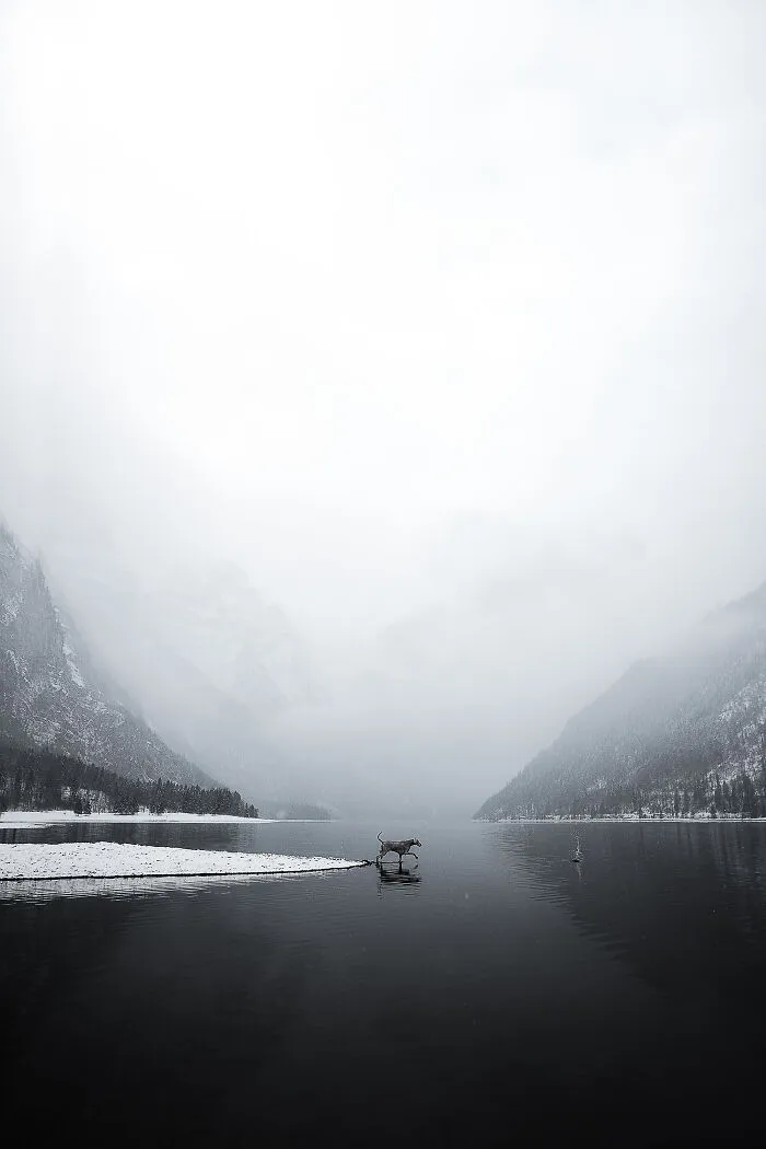 Finalist, Portrait And Landscape: "Weimaraner In Winterwonderland" By Daria Rossini