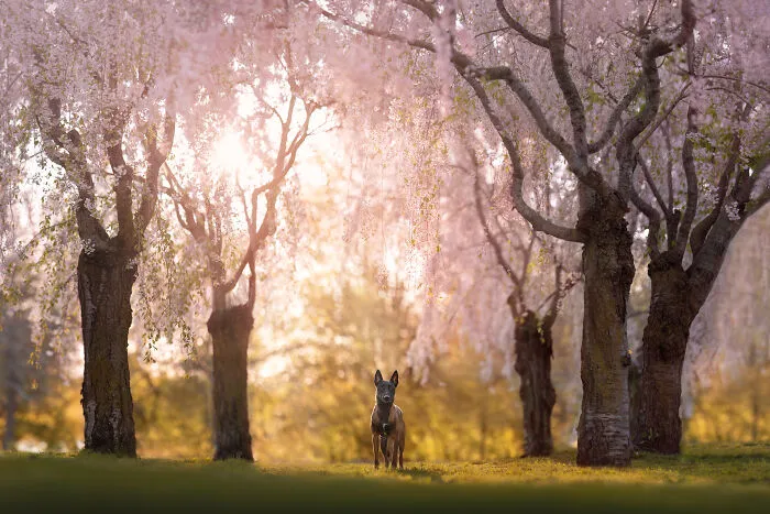 Finalist, Portrait And Landscape: "Enchantress" By Anne-Laurie Léger