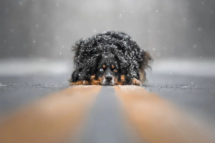 2nd Place, Portrait And Landscape: "Serene Snowfall" By Grace Fieselman