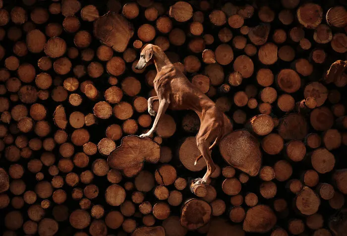 1st Place, Portrait And Landscape: "Ascending Serenity" By Sanna Sander