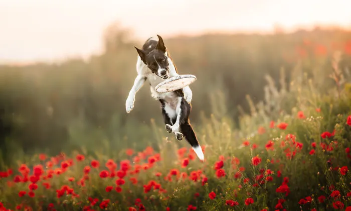 Bog catching a freesbe in the poppy field