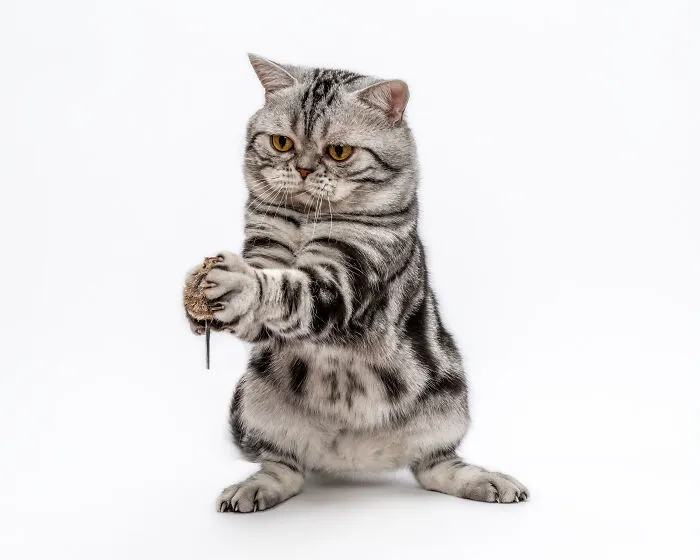 Grumpy cat playing