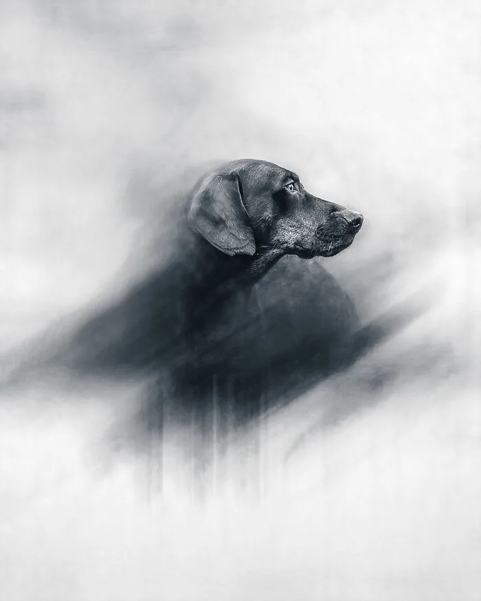 A creative dog portrait