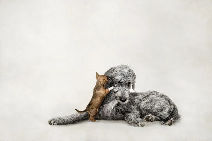 Dog and the puppy