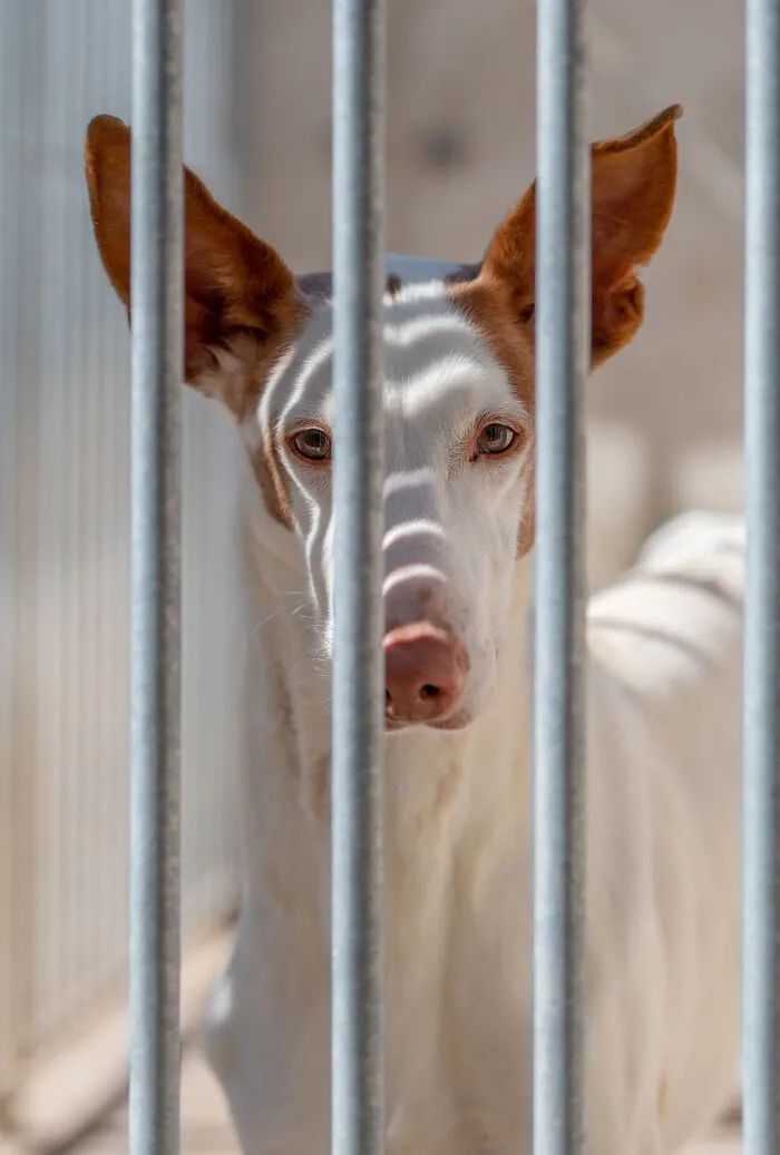 A dog behind the bars