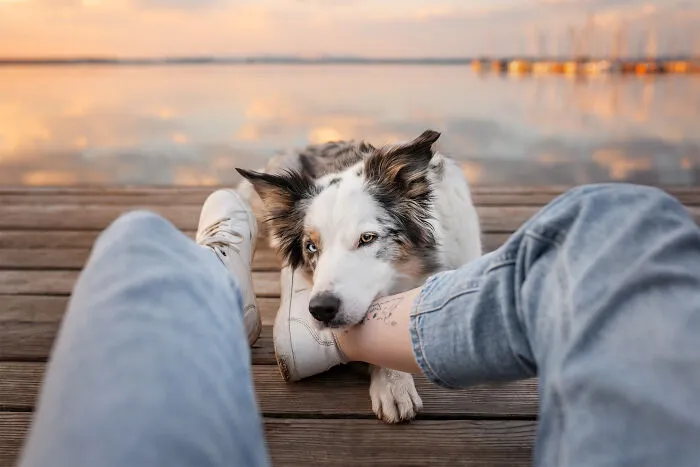 Dog and his owner