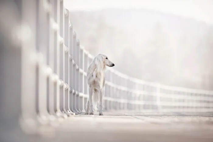 White dog and monochrome architecture