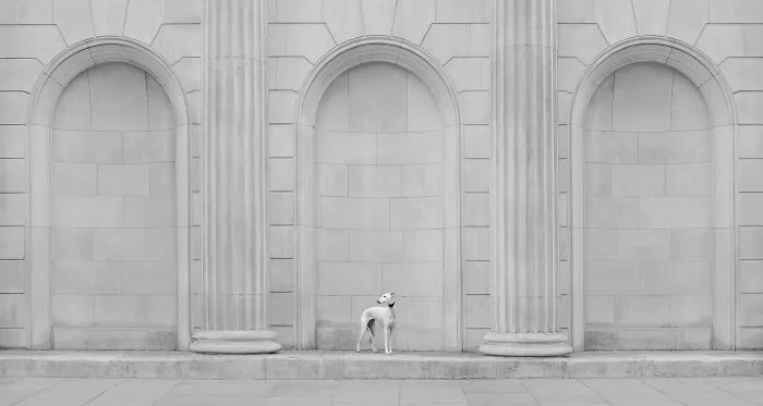Monochromatic landscape with a white dog in the middle