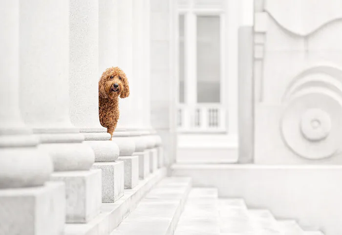 Brown poddle surrounded by white architecture