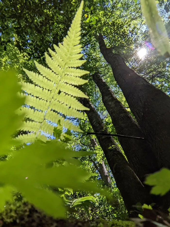 Tennessee Forest