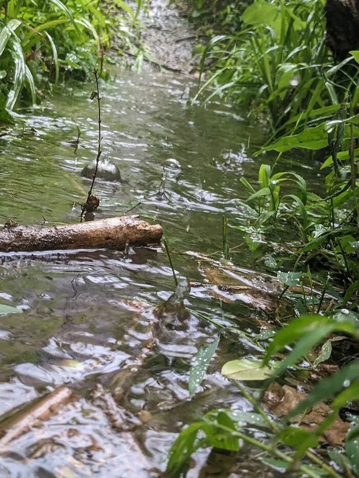 Georgia Puddle