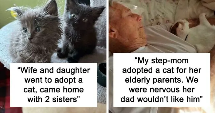 “Came Home With 2”: Pics Of People’s Adopted Pets, Which Make ‘Adorable’ An Understatement (October Edition)