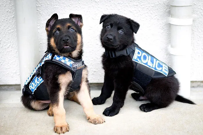 New Zealand Police K9 Unit
