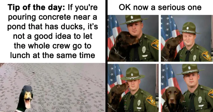 50 Chucklesome Memes That Make The Perfect Blend Of Animals And Comedy