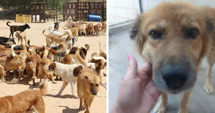 The Shocking Reality Of Animals In War Zones: How We Are Helping Animal Shelters In Gaza-Israel War