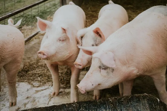 We Collected Animal Trivia Questions That Are Fun To Know