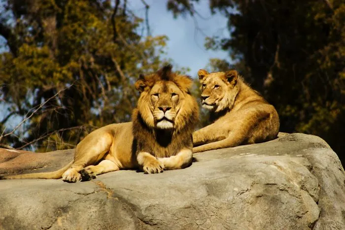 We Collected Animal Trivia Questions That Are Fun To Know