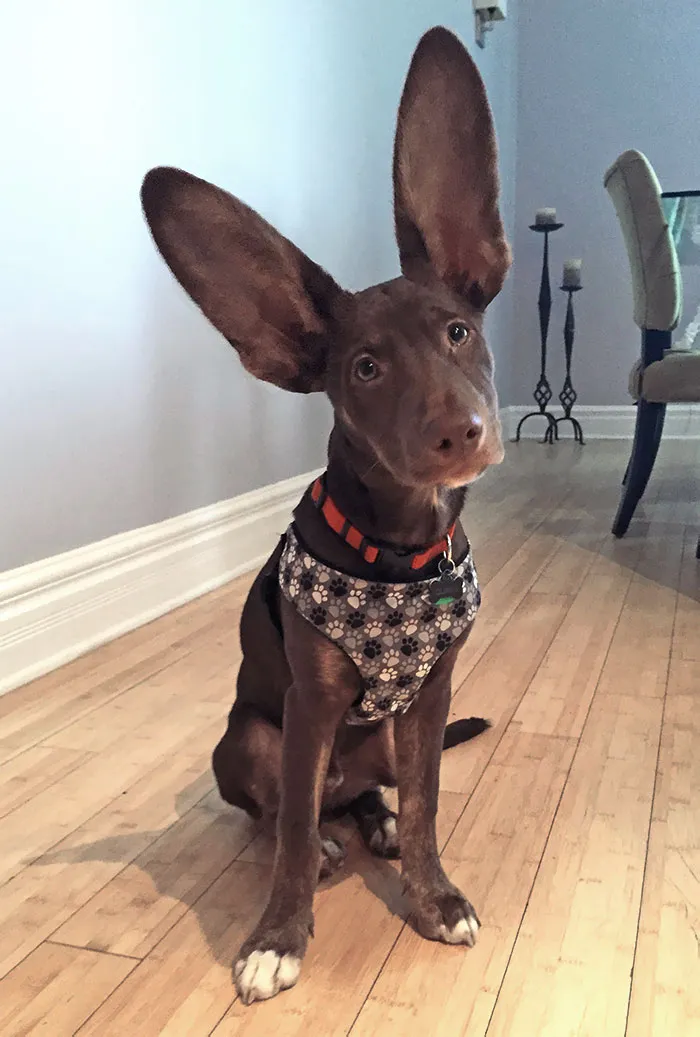 People Keep Saying He Will Grow Into Them