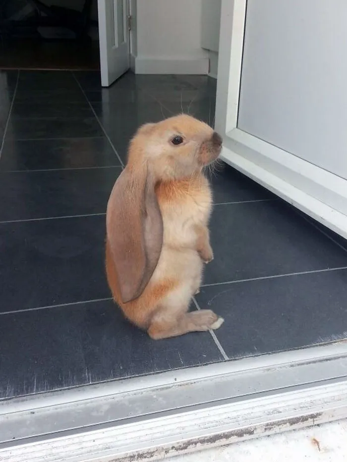 El conejo orejudo de 3 meses de edad de mi amigo