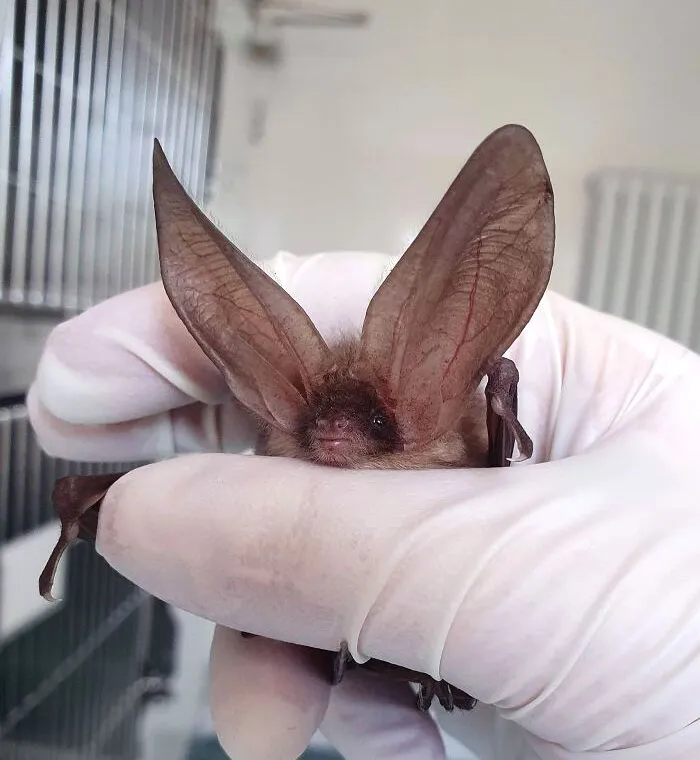 Murciélago de orejas enormes