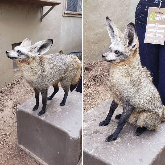 A Bat-Eared Fox I Got To Meet And Greet
