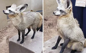 "A Few Sizes Too Big": 50 Animals That Were Gifted With Enormous Ears