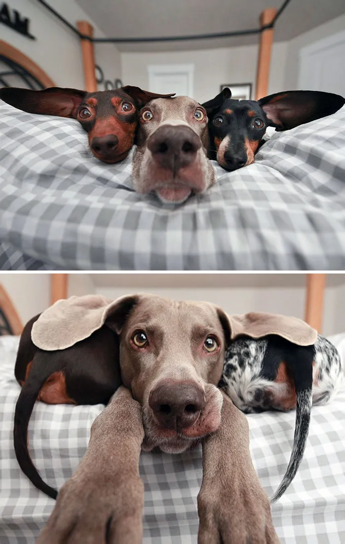 Harlow y sus Subwoofers