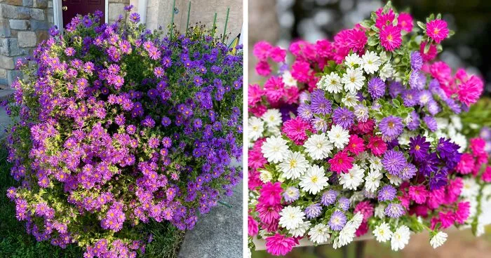 Aster Growth & Care: Everything You Should Know For A Starry Landscape