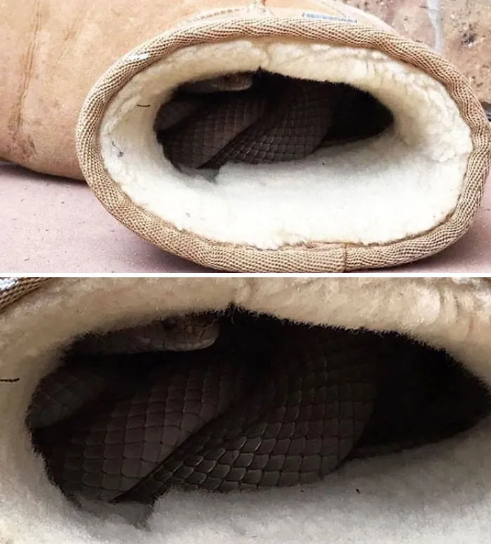 Why You Must Check Your Shoes In Australia. Second Most Venomous Land Snake