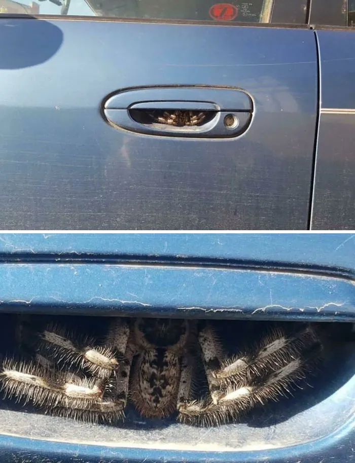 Come To Australia. It's Safe, Mate