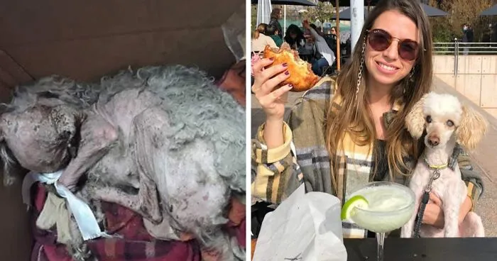 Guy Shares 22 Incredible Before & After Rescue Dog Transformations, Shows What Love Can Do (New Pics)