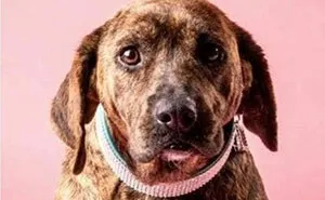 Guy Shares 22 Incredible Before & After Rescue Dog Transformations, Shows What Love Can Do (New Pics)