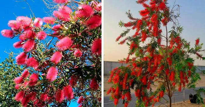 Learn How to Plant, Grow, and Maintain a Beautiful Bottle Brush Tree