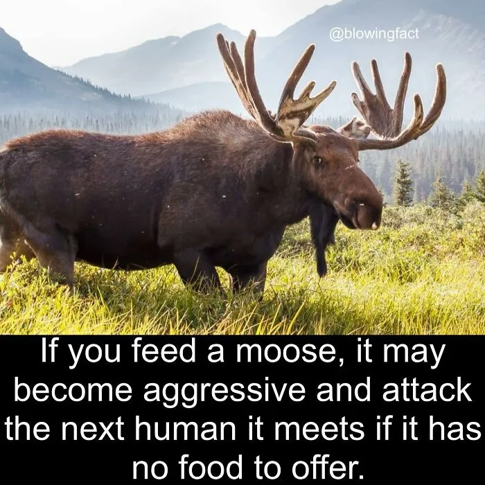 50 Of The Most Fascinating Facts Shared On The “Blowing Fact” Instagram Page (New Pics)
