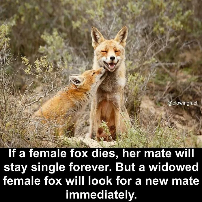 50 Of The Most Fascinating Facts Shared On The “Blowing Fact” Instagram Page (New Pics)