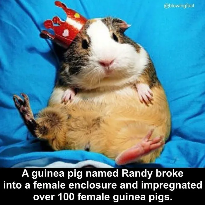 50 Of The Most Fascinating Facts Shared On The “Blowing Fact” Instagram Page (New Pics)