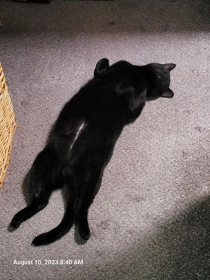 Loves To Sleep Like This All The Time.  Will Roll Around When She Starts To Wake Up