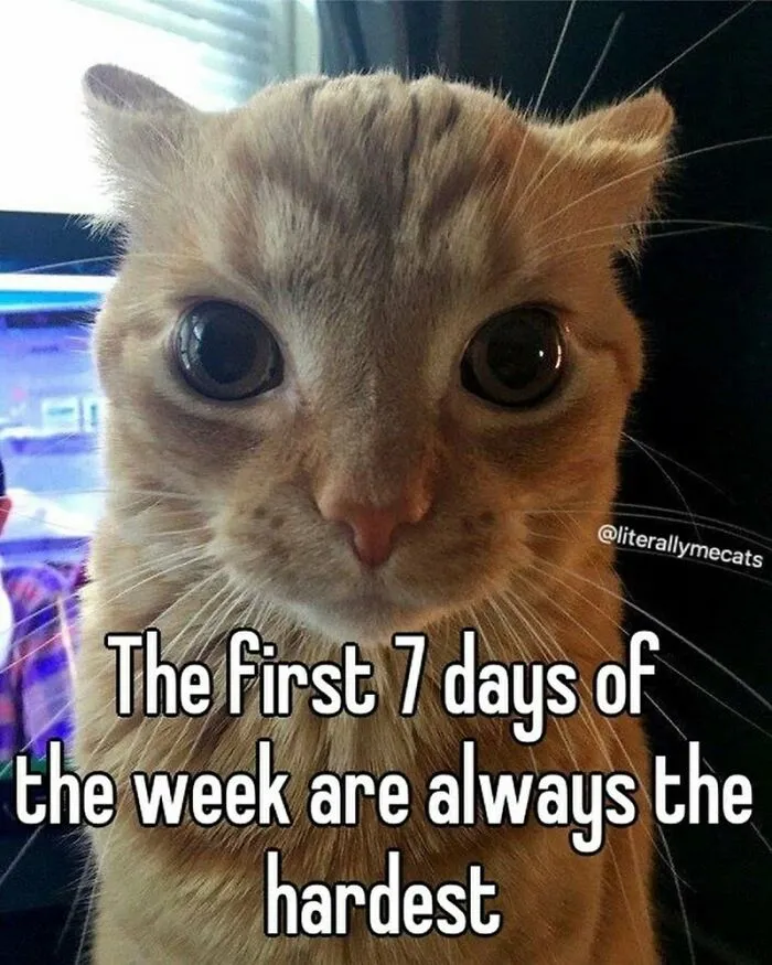Lol Yeah