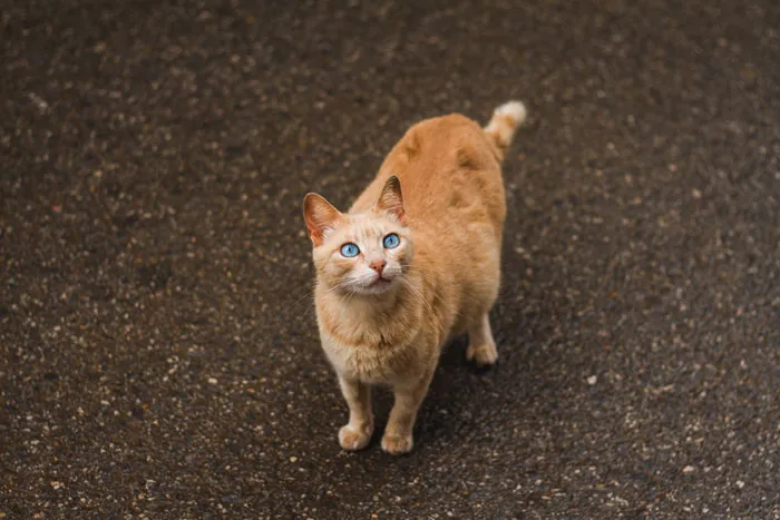 79 Cat Trivia Questions For A Good Evening’s Fun