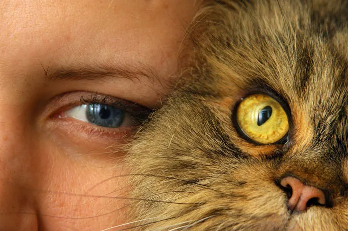 79 Cat Trivia Questions For A Good Evening’s Fun
