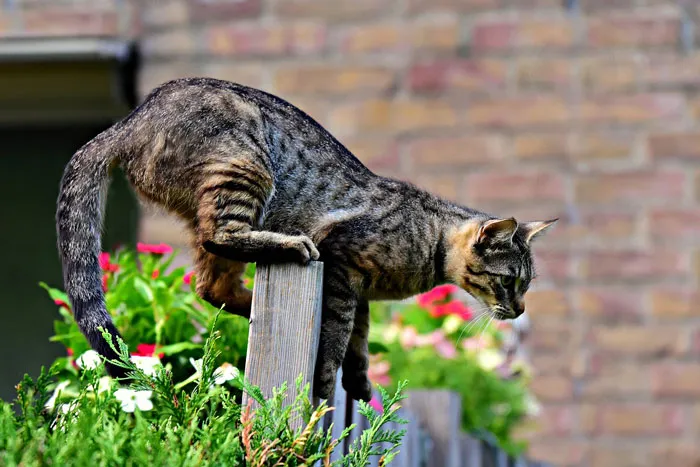 79 Cat Trivia Questions For A Good Evening’s Fun