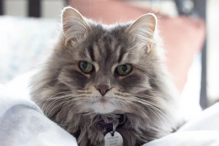79 Cat Trivia Questions For A Good Evening’s Fun