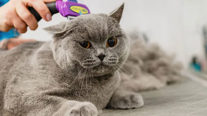 79 Cat Trivia Questions For A Good Evening’s Fun