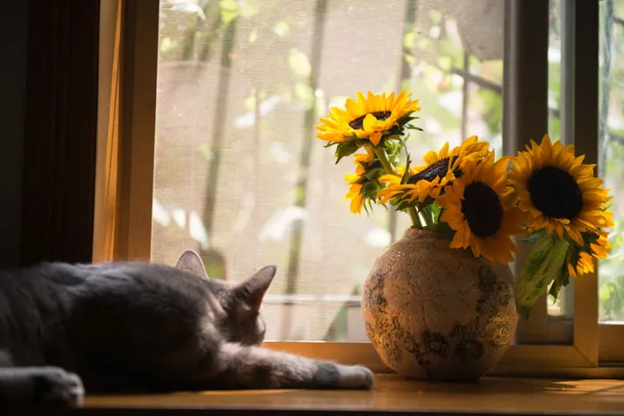 79 Cat Trivia Questions For A Good Evening’s Fun