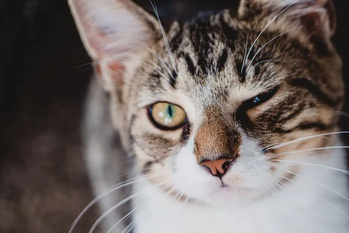79 Cat Trivia Questions For A Good Evening’s Fun